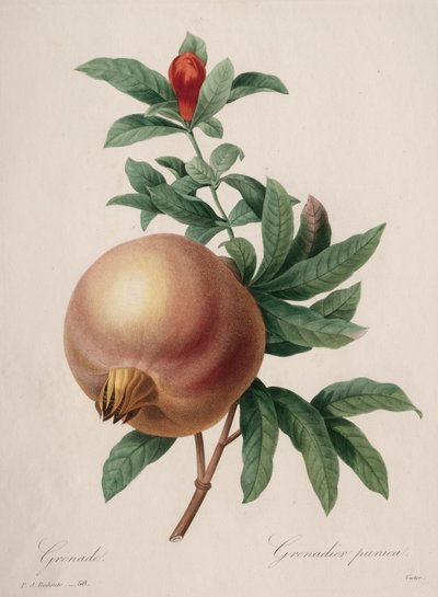 最も美しい花の選択...最も美しい果物：ザクロ、1827年。 作： Pierre Joseph Redouté