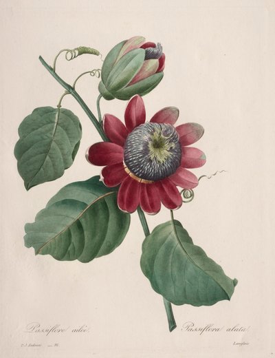 最も美しい花の選択...最も美しい果物：Passiflore ailee、1827。 作： Pierre Joseph Redouté