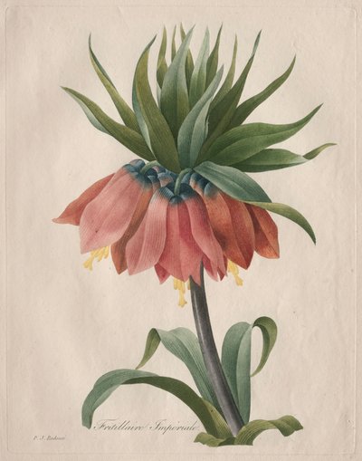 クラウンインペリアルフリチラリー、1827年。 作： Pierre Joseph Redouté