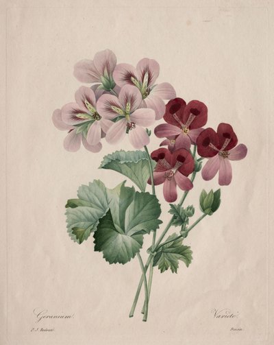 ゼラニウム、1827年。 作： Pierre Joseph Redouté