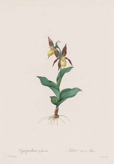 Les liliacees：1802-1816、オレンジモナーク。 作： Pierre Joseph Redouté