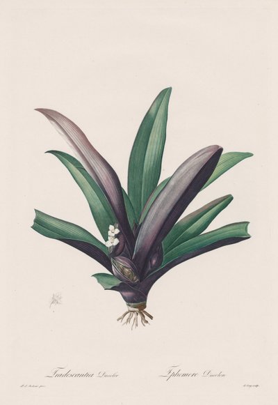 レリリアセ：Tradescantia変色、1802-1816。 作： Pierre Joseph Redouté