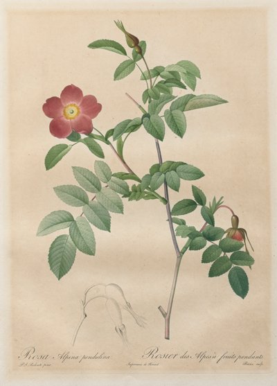 Les Roses：Rosa alpina pendulina、1817-1824。 作： Pierre Joseph Redouté