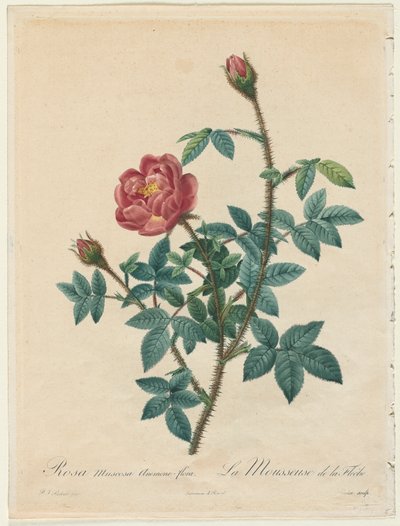 モス・ローズ、1817-1824。 作： Pierre Joseph Redouté