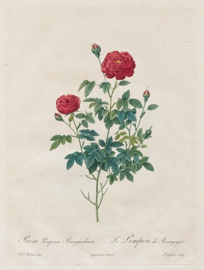 ポンポンローズ、1817年から1824年。 作： Pierre Joseph Redouté