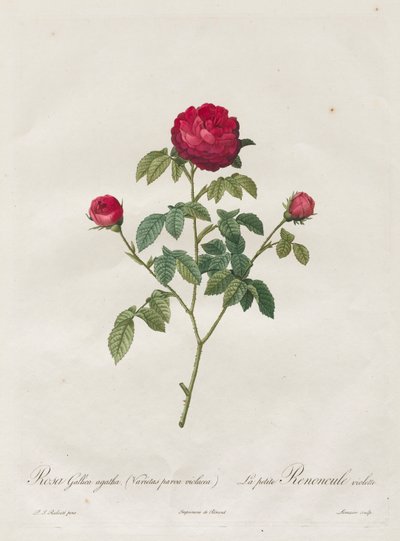 プロヴァンスまたはフレンチローズ、1817年から1824年。 作： Pierre Joseph Redouté