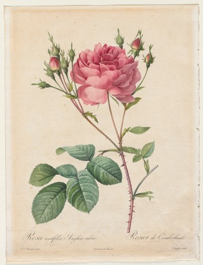 ローザセンチフォリアイングリッシュレッド、1817年から1824年。 作： Pierre Joseph Redouté