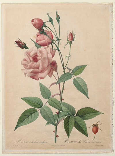 １着でも送料無料 次の芸術家によるアート作品： Pierre Joseph Redouté 絵画