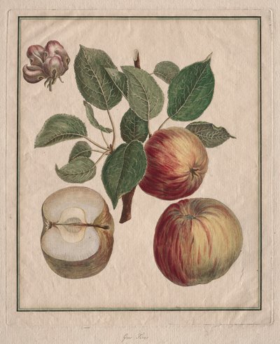 リンゴと葉と実の花 作： Henri Louis Duhamel du Monceau