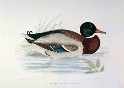 H.ブランシェールによるマガモのアヒルのプレートの表現 作： Henri de la Blanchere