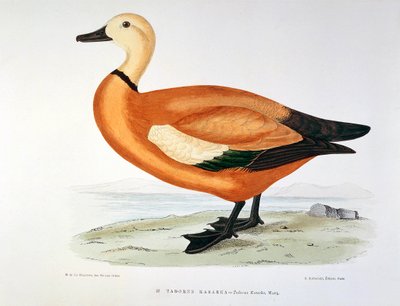 H.ブランシェによるアヒルのタドルネ・カサルカ・プランシェの表現 作： Henri de la Blanchere