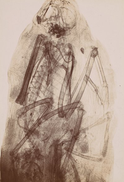 [猛禽類のミイラの X 線]、1896 年。 作： Henri van Heurck