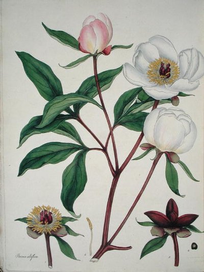 Paeonia Albiflora（1797年発行の「The Botanist