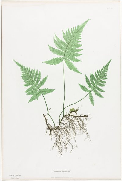 グレートブリテンおよびアイルランドのシダ: Polypodium Phegopteris、1855-1856。 作： Henry Bradbury