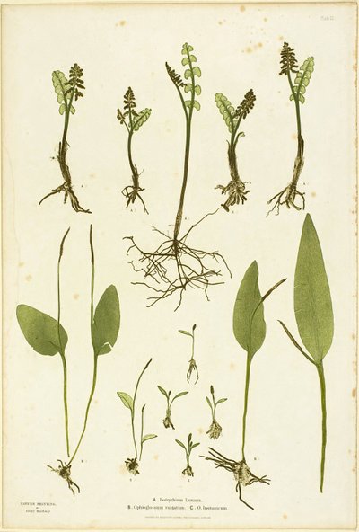 The Ferns of Great Britain and Ireland（グレート・ブリテンおよびアイルランドのシダ）』第51巻より、ムーンワートとアダーズ・タング・シダのネイチャープリント。 作： Henry Bradbury