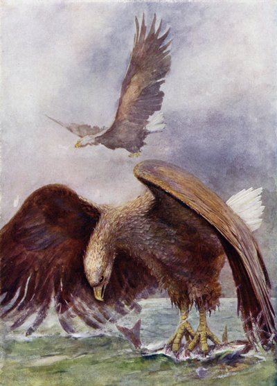 シーイーグル釣り 作： Henry Charles Seppings Wright