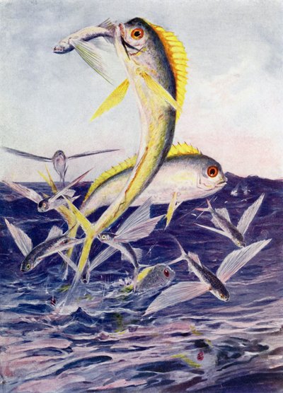 攻撃された飛魚 作： Henry Charles Seppings Wright
