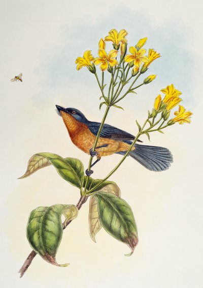 アジアの鳥」に掲載されているBroad-billed Flycatcher (Myiagra ruficollis) 作： Henry Constantine Richter
