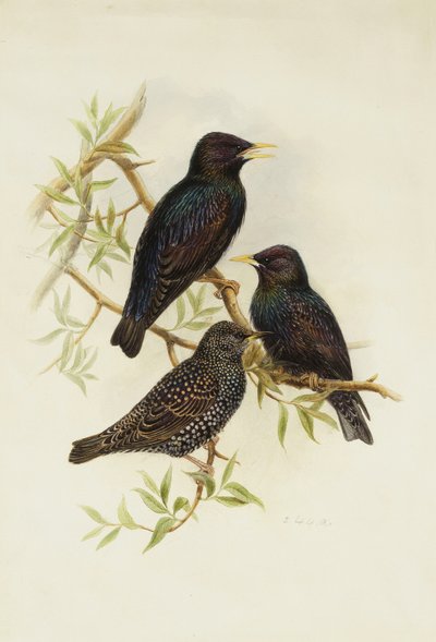 ホシムクドリ、 作： Henry Constantine Richter