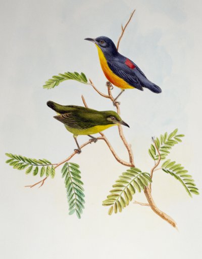アジアの鳥」に掲載されているオレンジ色の花びらを持つキツツキ（Dicaeum trigonostigma）。 作： Henry Constantine Richter