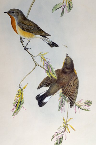 レッド・ブレスト・ヒタキ（Ficedula parva）、Birds of Great Britainより 作： Henry Constantine Richter