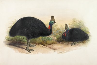ミナミヒクイドリ, Casuarius casuarius 作： Henry Constantine Richter