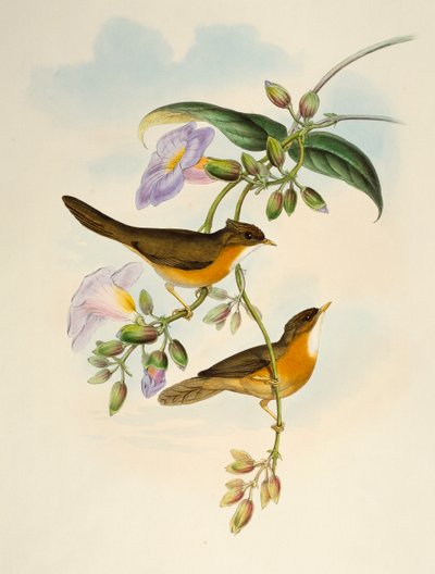 Tawny-bellied Babbler (Dumetia hyperythra), リトグラフ, 「Birds of Asia」より 作： Henry Constantine Richter