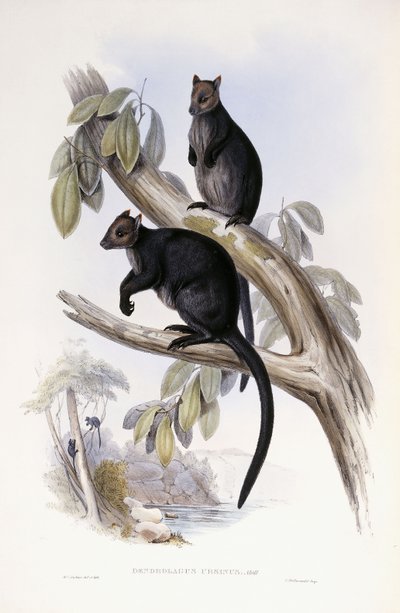 キノボリカンガルー 作： Henry Constantine Richter