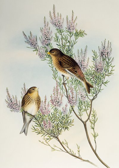 Twite (Carduelis flavirostris), Birds of Great Britainより 作： Henry Constantine Richter