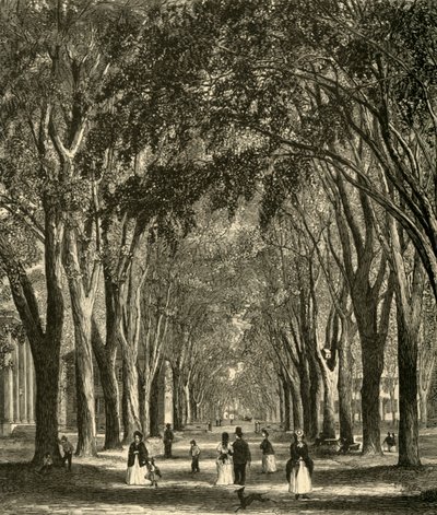 「ニューヘイブン エルムズ」、1874 年。 作： Henry Duff Linton