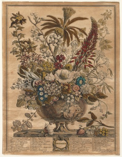 花の12ヶ月：1730年12月。 作： Henry Fletcher