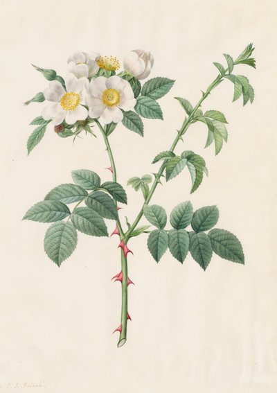 ブライアー ブッシュ ローズまたはドッグ ローズ (Rosa Leucantha) 作： Henry Joseph Redouté