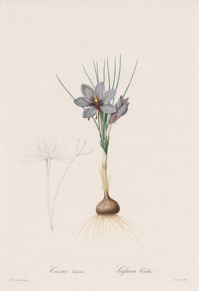 ユリ科: Crocus Sativus 作： Henry Joseph Redouté