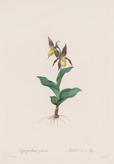 Les Liliacées: Cypripedium calceolus 作： Henry Joseph Redouté