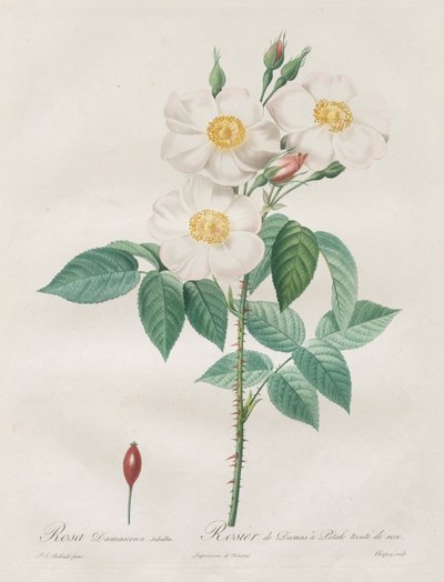 The Roses: Rosa Damascena、subalba 作： Henry Joseph Redouté