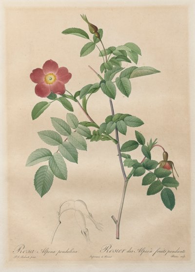 The Roses: Pendulina アルパイン ローズ 作： Henry Joseph Redouté