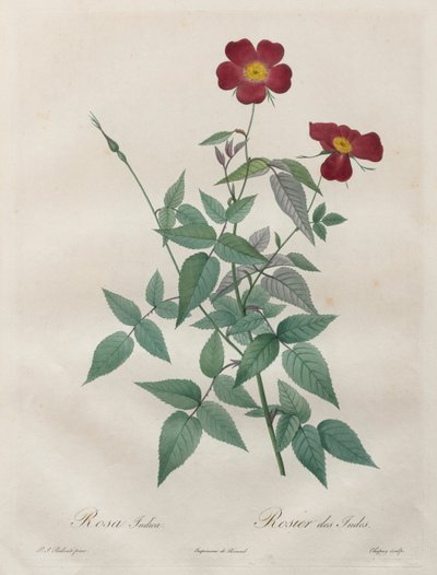The Roses: ローザ インディカ 作： Henry Joseph Redouté