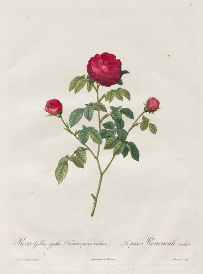 プロヴァンスまたはフレンチローズ 作： Henry Joseph Redouté
