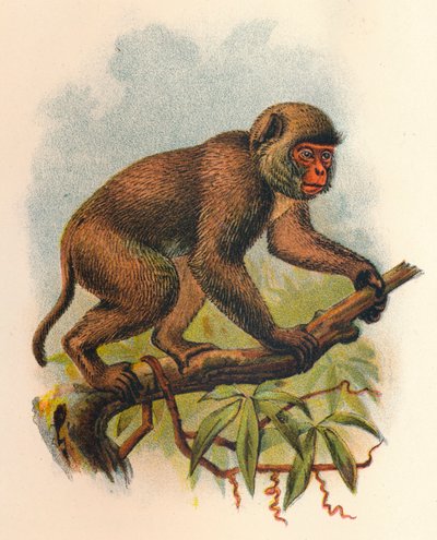 セントジョンズサル、1897年 作： Henry Ogg Forbes