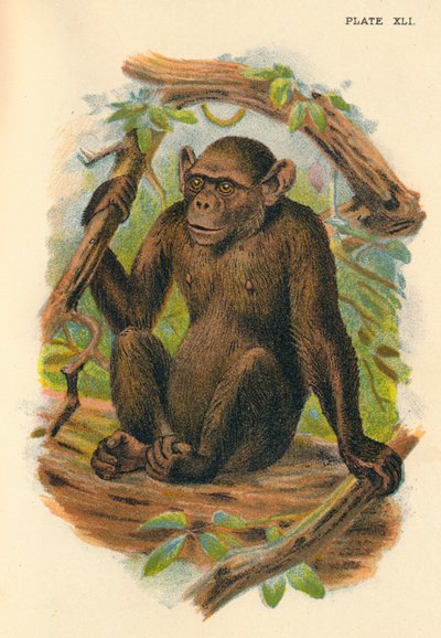 白頭チンパンジー、1897 作： Henry Ogg Forbes