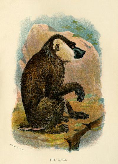 ドリル、1896 作： Henry Ogg Forbes