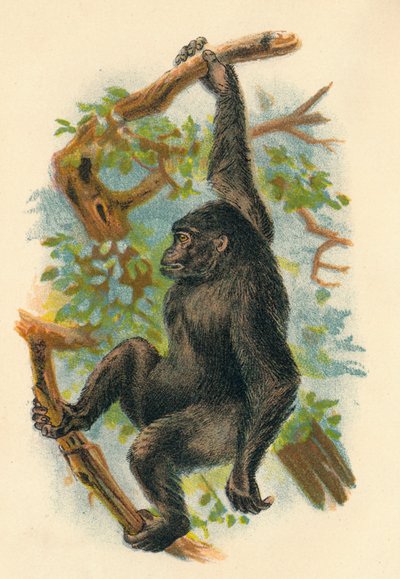 ゴリラ、1897 作： Henry Ogg Forbes