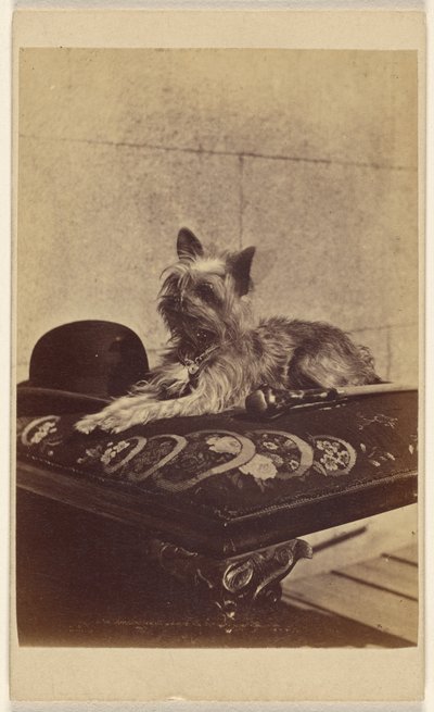 [オットマンに横たわる犬、ダービーハットとステッキの横] 作： Henry Pointer