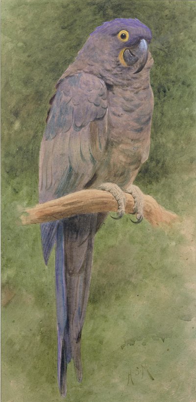 ヒヤシンスコンゴウインコ（紙に白で強調したトイレ） 作： Henry Stacey Marks