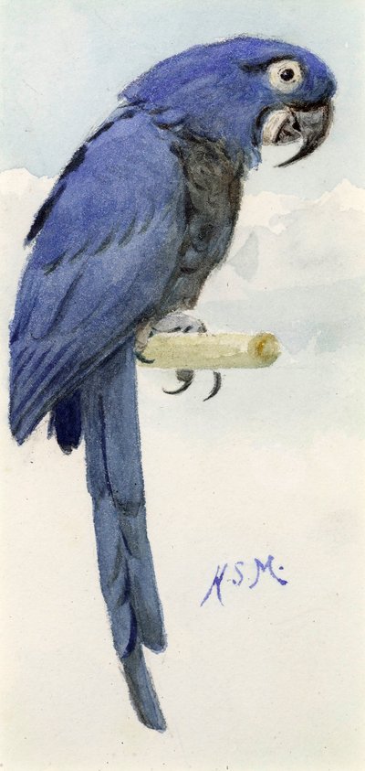 ヒヤシンスコンゴウインコ、1890年頃 作： Henry Stacey Marks