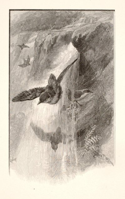 滝に棲む鳥 作： Henry Wolf