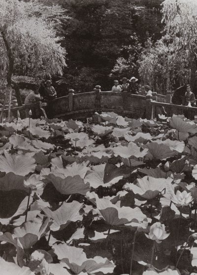 蓮池（モノクロ写真 作： Herbert Ponting