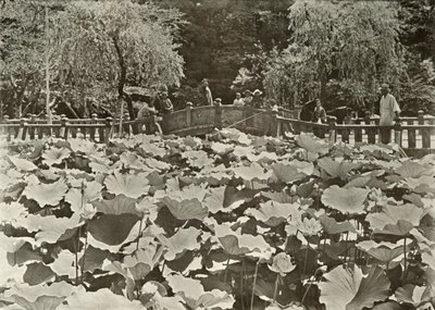 蓮の池、1910年。 作： Herbert Ponting