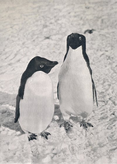 アデリーペンギンのペア、1911年、1913年 作： Herbert Ponting