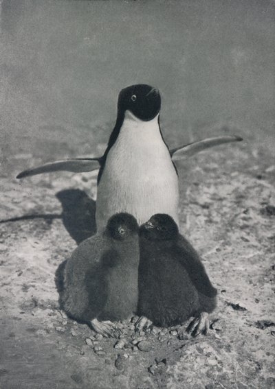 誇り高い母、c1911、1913 作： Herbert Ponting